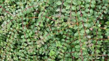 Kemerli sapları ve geniş oval koyu yeşil yaprakları olan sürünen bir çalı. Sonbaharda yapraklar düştükten sonra özellikle dikkat çekici beyaz böğürtlenleri vardır. pembemsi