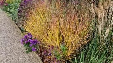 Sonbahar çiçekleri, uzun ömürlü otlar ve siyah taş kaldırımlı bir meydanda, granit kaldırımlar, sonbahar mor beyaz ve sarı astlar ve şehir parkında adaçayı ile süslenmiş otlar.