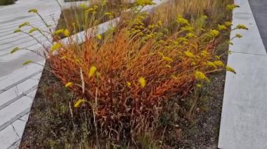 Yavaş, gür, çok yıllık kompakt. Yeşil yapraklar. Sarı latin çiçekleri, küçük çiçeklerden oluşur, kesim ve kurutma için uygundur. Uzun ömürlü çiçek yataklarında, çiçek tarlalarının kenarındaki grup bitkilerinde kullanılıyor.