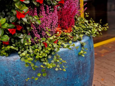 Mor ve pembe renkli fundalıklar pastel renklerde mavi seramik bir saksıda.