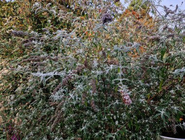  Violet Buddleia Davidii hızlı büyüyen, açık, genellikle 1,80 ile 2,5 metre arasında büyüyen bir çalıdır. Kelebek çalısı menekşe tohumları kapalı alanlarda başlayabilir ve ayrıca Summer Lilac olarak da bilinir.