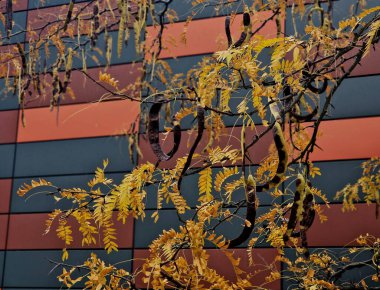 Kuzey Amerika 'ya özgü bir yaprak döken ağaçtır. 20-30 metreye kadar büyür ve seyrek, ovoid bir tacı olan bir ağaç oluşturur. Bagajda dikkat çekici, 10 cm uzunluğunda, parlak dikenler var..