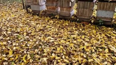 Az önce ağaçtan düşen bir arı kovanı. Çatıda bir yaprak tabakası