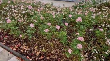 Zemin kaplamalı güller küçük düşük büyüme ile karakterize edilir. Başlangıçta filizler dik olabilir, ama kısa sürede yüzeye yayılır ve bazen daha uzun uzanan filizler oluşturur..