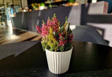 Avrupa 'daki çoğu sıtma ve bozkırda ve bazı bataklık bitkilerinde, asidik çam ve meşe ormanlarında yaygın olarak rastlanan bir bitki.