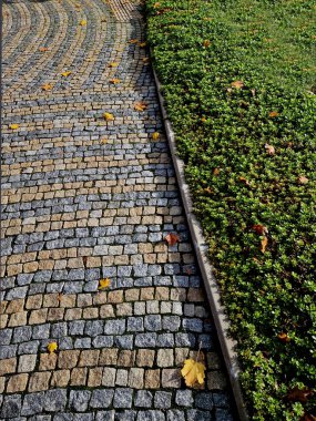  Düşük büyüyen, hasırlı, sulu bitkiler, geniş bir alan örtüsü olarak kullanılır ve kaya bahçesi ve sınır için uygundur.