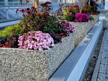 Çiçekler balkabağıyla birlikte harika bir dekorasyon olacak. Birlikte bir saman balyasının üzerinde. Beton duvardaki küçük balkabaklarının süslemesi