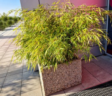 Beton küp şeklinde bir saksıda bambu yığını. Lüks bir iş bölgesinin girişinde bitki süslemeleri var..