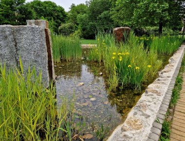 Bu sulak alanlarda, gölet kenarlarında ve Avrupa 'nın dört bir yanındaki dekoratif su bahçelerinde sıkça rastlanan sağlam, su bitkisi.