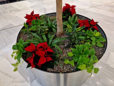 Modern ve dayanıklı bir çiçek kabı. Paslanmaz çelik saksılar şık görünümleriyle popülerdir ve sık sık kapalı, açık havada, otellerde veya alışveriş merkezlerinde kullanılır.