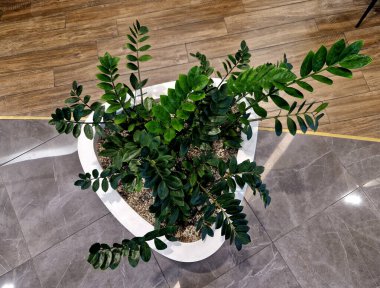 Rhizomlarında su ve etli yapraklar depolayarak, uzun kuraklık dönemlerine dayanabilir ve sık sık sulama gerektirmez. Parlak yayılmış ışığın gölgesinde gelişir ve havayı arındırır.