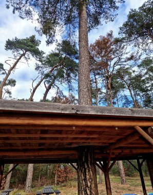 Ormandaki bir ağacın etrafını saran ahşap izleme platformu, evdeki özel bir pergola, tıpkı sorduğunuz gibi. Bu tür bir yapı, çardak, teras ya da ağaç tepesi yolu olsun