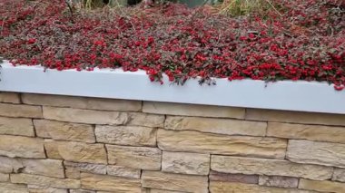 Gül ailesinde her zaman yeşil bir zemin kaplaması. Sonbaharda turuncu kırmızıya dönüşebilen parlak, koyu yeşil yaprakları ve kış boyunca çalılıklarda devam eden kendine özgü yuvarlak kırmızı böğürtlenleriyle popülerdir..