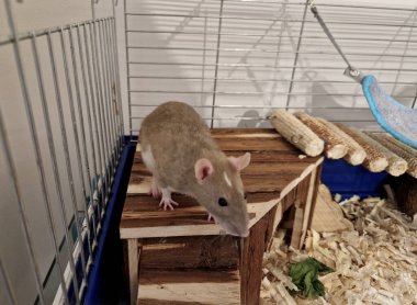 Kahverengi, gri beyaz saçlı, göbeğinde görünüyor. Vahşi sıçanlardan farklı olarak, fotoğraftaki farenin daha kısa, yuvarlak kulakları ve daha sağlam bir vücut yapısı vardır. Kuyruk da vücuttan daha kısa görünüyor.