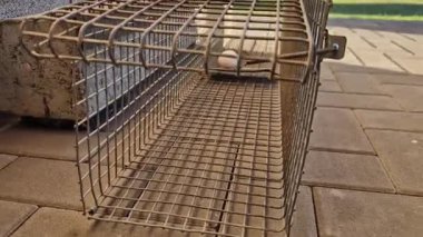 Marten, kedi, gelincik ya da tilki gibi hayvanları yakalamak için hayvan tuzağı. Hayvanları canlı yakalamanın insancıl bir yolu, aşınmaya dayanıklı madde, iki girişi ve eğimli köprü sistemi var.