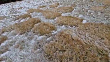 Kuru çimenler karla yetişir, tipik dağ çayırları ya da kışın dağlık alanlar. Genellikle kar tussock ya da fescue olarak adlandırılan bu çimenler yüksek rakımların sert koşullarına adapte olmuşlardır.