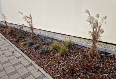 Düşük bakımlı kentsel peyzaj yatağı, muhtemelen yıl boyunca görsel ilgi için tasarlanmış, merkezde çok saplı ahşap bitki çeşitli Amelanchier Serviceberry