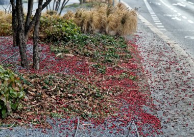 low-maintenance urban landscaping bed, likely designed for year-round visual interest, multi-stemmed woody plant in the center appears to be a variety of Amelanchier Serviceberry