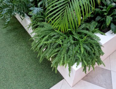 Kenardan dökülen tüylü bitki bir Boston Fern 'idir. Klasik kapalı alan bitkileridir. Hava temizleyici özellikleri ve canlı orman estetiği ile tanınırlar. Koridor plastiği.