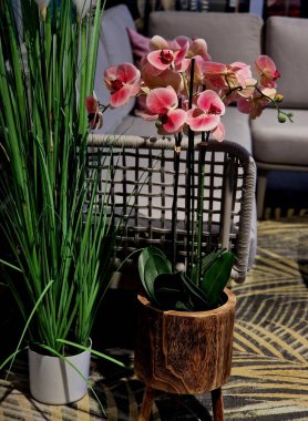 Ahşap kaplama ya da drenaj kabı. Köklerinin hava dolaşımına ihtiyacı var. Phalaenopsis orkidesi çok popülerdir, çünkü uzun süre çiçek açarlar, güzellik uykuları ve susuzlukları hakkında biraz özeldirler..