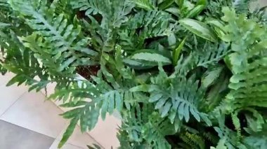 Kenardan dökülen tüylü bitki bir Boston Fern 'idir. Klasik kapalı alan bitkileridir. Hava temizleyici özellikleri ve canlı orman estetiği ile tanınırlar. Koridor plastiği.