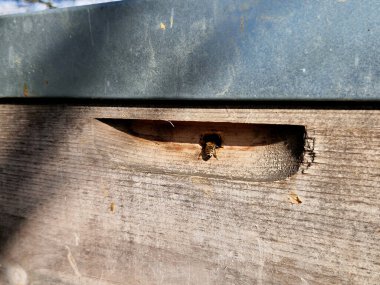 Hasarlı kovan ağaçkakanı tahtadan yapılmış bir kovanın duvarını gagalıyor. Aç bir kuşun kışın hiç yiyeceği yoktur ve kovanda arıları duyar, bu yüzden bir delik açar ve onu diliyle yakalar.