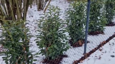 Yoğun çit için bitkiler yaklaşık 80100 cm uzaklıktadır. İlkbaharda, süs ağaçlarının gübresiyle. Şekil ve yoğunluğu korumak için budanma, çiçek açtıktan sonra yapılmalıdır. Mayıs 'tan Temmuz' a kadar bembeyaz açar.