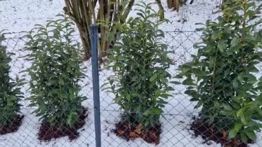 Yoğun çit için bitkiler yaklaşık 80100 cm uzaklıktadır. İlkbaharda, süs ağaçlarının gübresiyle. Şekil ve yoğunluğu korumak için budanma, çiçek açtıktan sonra yapılmalıdır. Mayıs 'tan Temmuz' a kadar bembeyaz açar.