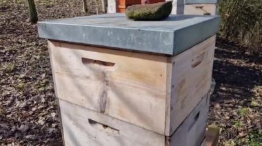 Hasarlı kovan ağaçkakanı tahtadan yapılmış bir kovanın duvarını gagalıyor. Aç bir kuşun kışın hiç yiyeceği yoktur ve kovanda arıları duyar, bu yüzden bir delik açar ve onu diliyle yakalar.