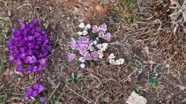 Mini Iris, erken açan, mis kokulu mor çiçekli, küçük boyutlarda sarı bir dokunuşla. Zorlamak için iyi, kaya bahçeleri ve daimi saman kabuğu, taş levhalar, kayrak.