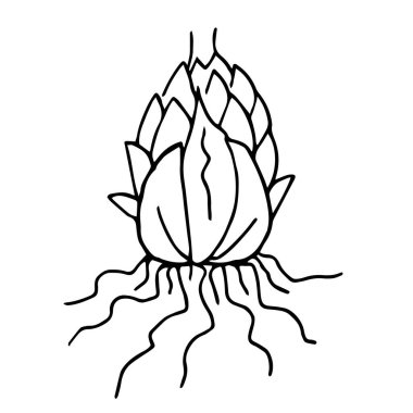 Kök. Ampul. Beyaz arka planda izole edilmiş bir konturun vektör çizimi. Botanik kitapları ve tasarım için..