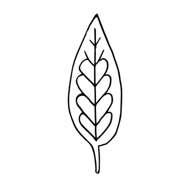Tek elle çizilmiş yaprak. Doodle vektör çizimi. Tebrik kartları, posterler, çıkartmalar ve mevsimlik tasarım için çiçekçi unsuru. Beyaz arkaplanda izole