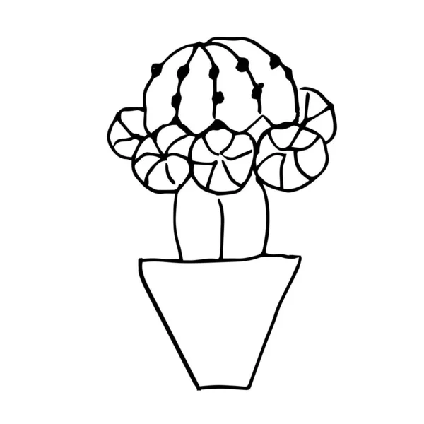 Single Cactus Pot Gymnocalycium Black Pen Drawing Hand Drawing White — 스톡 벡터