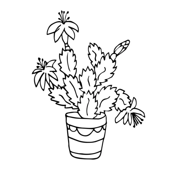 Vektorillusztráció Egy Karácsonyi Kaktuszról Kézzel Rajzolt Rajz Rózsaszín Schlumbergera Virággal — Stock Vector