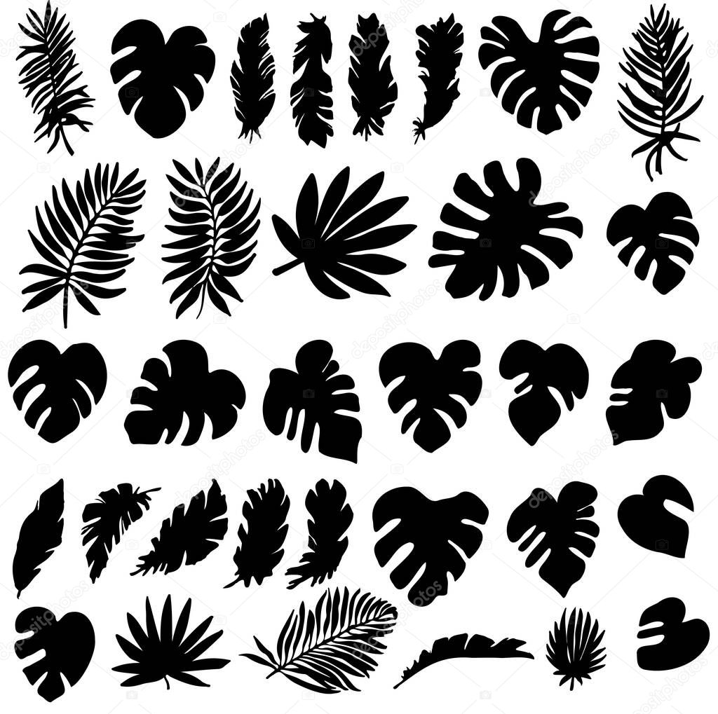 Vector set of black silhouettes of tropical leaves. Collection of exotic leaves of monstera, palm, banana isolated on a white background. Large vector collection of plant silhouettes with 33 elements.