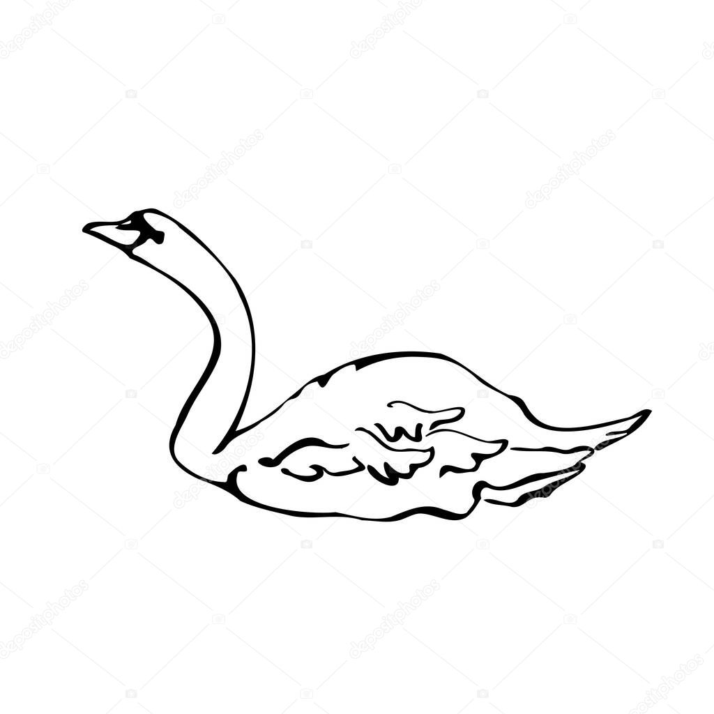 Vector single silhouettes of a Swan isolated on a white background. Icon of a Swan floating on a lake. Vector illustration in black and white sketch style.  decorative birds. hand-drawn