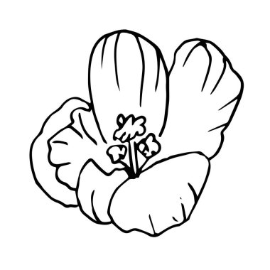 Tek elle çizilmiş çiçek tomurcuğu. Doodle vektör çizimi. Tebrik kartları, posterler, çıkartmalar ve mevsimlik tasarım için çiçekçi unsuru. Beyaz arkaplanda izole