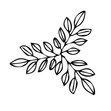 Kompozisyonların hazırlanması için tek botanik elementler. Dal ve yapraklar davetiye çerçeveleri, tebrik kartları, posterler ve bloglar için öğe oluşturur. Elle çizilmiş illüstrasyon. Çizgi çalışması. Çizim.