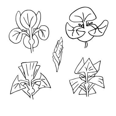 Vektör iris çiçekli botanik çiçeği. Beyaz arka planda izole edilmiş yaban bahar çiçeği. Tasarım, kartlar, davetiyeler, boyama kitapları için stilize çiçekler