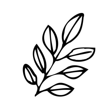 Dekorasyon kartları, sunumlar, davetiyeler için yaprakları olan tek bir dal. Doodle vektör çizimi. Beyaz arkaplanda izole
