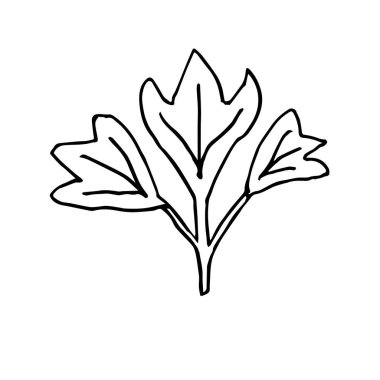 Tek elle çizilmiş yaprak. Doodle vektör çizimi. Tebrik kartları, posterler, çıkartmalar ve mevsimlik tasarım için çiçekçi unsuru. Beyaz arkaplanda izole