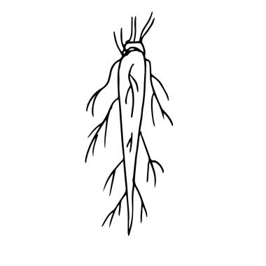 Kök. Rod kök sistemi. Beyaz arka planda izole edilmiş bir konturun vektör çizimi. Botanik kitapları ve tasarım için..