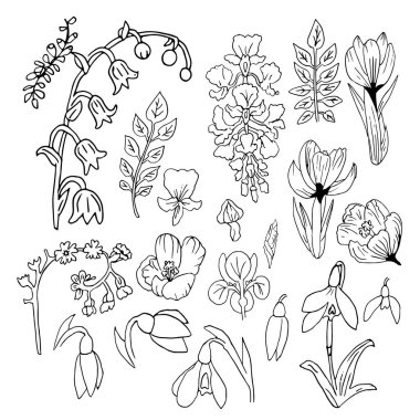 Bahar çiçekleri. Crocus Wisteria 'nın vektör koleksiyonu, kardelen, vadideki zambak, balkabağı, iris. Tasarım için temel elementler. Beyaz bir arkaplanda izole edilmiş.