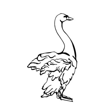 Beyaz arka planda izole edilmiş tek bir Kuğu silueti. Tam boy kuğu simgesi. Siyah beyaz taslak şeklinde vektör illüstrasyonu. Dekoratif kuşlar. Elle çizilmiş