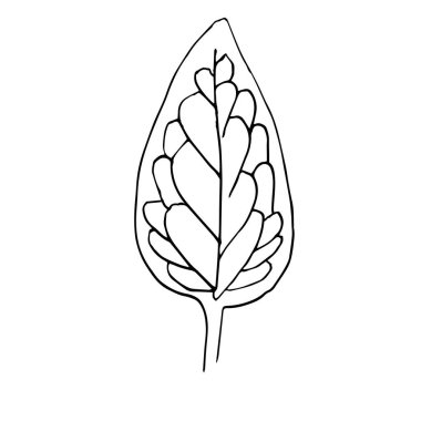 Tek elle çizilmiş yaprak. Doodle vektör çizimi. Tebrik kartları, posterler, çıkartmalar ve mevsimlik tasarım için çiçekçi unsuru. Beyaz arkaplanda izole