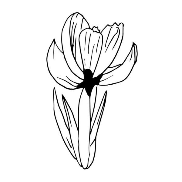 Ręcznie Narysowany Kwiat Krokusa Ilustracja Wektora Bazgrołów Element Kwiatowy Kartek — Wektor stockowy
