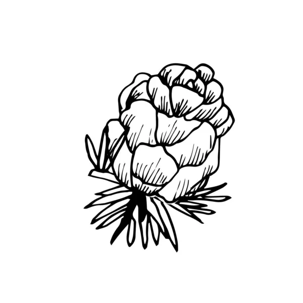 Ručně Kreslený Kužel Borovice Jeden Pinecone Izolován Bílém Pozadí Ilustrace — Stockový vektor