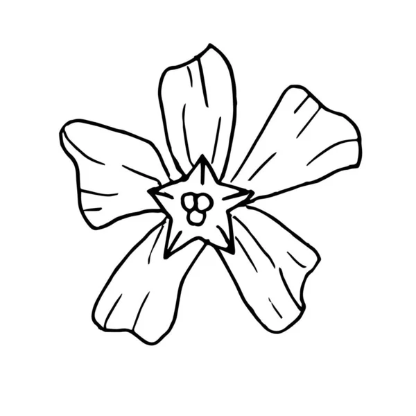 Único Botão Flor Desenhado Mão Ilustração Vetorial Doodle Elemento Florístico — Vetor de Stock