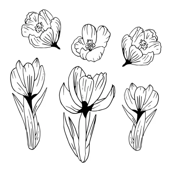 Flores Primavera Vetor Estilo Doodle Conjunto Crocus Isolados Ilustração Vetor — Vetor de Stock