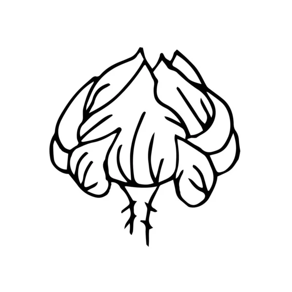 Ένα Χέρι Ζωγραφισμένο Τριαντάφυλλο Bud Εικονογράφηση Doodle Διάνυσμα Floristic Στοιχείο — Διανυσματικό Αρχείο